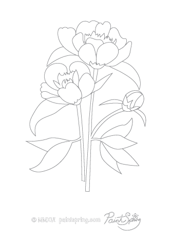 Peonies Flower Adult Coloring Page